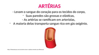 ARTÉRIAS
- Levam o sangue do coração para os tecidos do corpo,
- Suas paredes são grossas e elásticas,
- As artérias se ramificam em arteríolas,
- A maioria delas transporta sangue rico em gás oxigênio.
https://fisioteraloucos.com.br/arterias-veias-e-capilares-entenda-suas-diferencas/
 