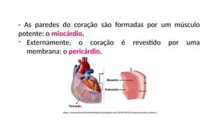 - As paredes do coração são formadas por um músculo
potente: o miocárdio.
- Externamente, o coração é revestido por uma
membrana: o pericárdio.
https://museudinamicointerdisciplinar.wordpress.com/2016/06/02/tamponamento-cardiaco/
 