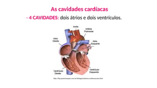 As cavidades cardíacas
- 4 CAVIDADES: dois átrios e dois ventrículos.
http://ftp.paulomarques.com.br/biologia/sistema-cardiovascular.html
 