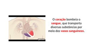 O coração bombeia o
sangue, que transporta
diversas substâncias por
meio dos vasos sanguíneos.
 