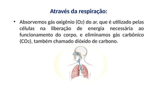 • Absorvemos gás oxigênio (O2) do ar, que é utilizado pelas
células na liberação de energia necessária ao
funcionamento do corpo, e eliminamos gás carbônico
(CO2), também chamado dióxido de carbono.
Através da respiração:
 