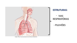 - VIAS
RESPIRATÓRIAS
- PULMÕES
Imagem: https://www.todamateria.com.br/sistema-respiratorio/
ESTRUTURAS:
 