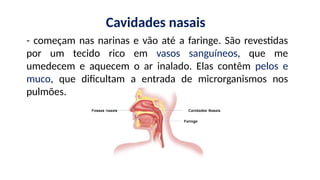 - começam nas narinas e vão até a faringe. São revestidas
por um tecido rico em vasos sanguíneos, que me
umedecem e aquecem o ar inalado. Elas contêm pelos e
muco, que dificultam a entrada de microrganismos nos
pulmões.
Cavidades nasais
 