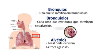 - Tubo que se ramifica em bronquíolos.
- Cada uma das estruturas que terminam
nos alvéolos.
- Local onde ocorrem
as trocas gasosas.
Brônquios
Bronquíolos
Alvéolos
 