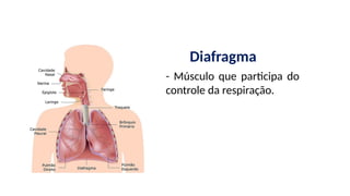 - Músculo que participa do
controle da respiração.
Diafragma
 