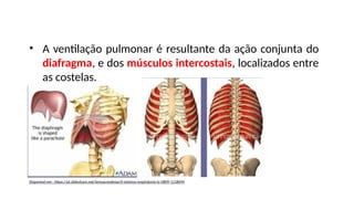 • A ventilação pulmonar é resultante da ação conjunta do
diafragma, e dos músculos intercostais, localizados entre
as costelas.
Disponível em : https://pt.slideshare.net/teresacondeixa/0-sistema-respiratorio-tc-0809-1118694
 