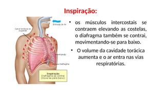 • O volume da cavidade torácica
aumenta e o ar entra nas vias
respiratórias.
• os músculos intercostais se
contraem elevando as costelas,
o diafragma também se contrai,
movimentando-se para baixo.
Inspiração:
 