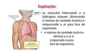 • o volume da cavidade torácica
diminui e o ar é
empurrado o para
fora do organismo.
• os músculos intercostais e o
diafragma relaxam, diminuindo
o volume da cavidade torácica e
empurrando o ar para fora do
organismo.
Expiração:
 