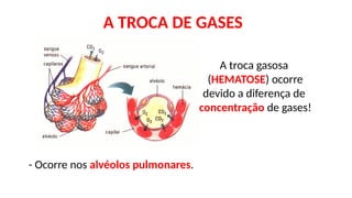 A TROCA DE GASES
A troca gasosa
(HEMATOSE) ocorre
devido a diferença de
concentração de gases!
- Ocorre nos alvéolos pulmonares.
 