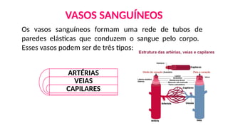 VASOS SANGUÍNEOS
Os vasos sanguíneos formam uma rede de tubos de
paredes elásticas que conduzem o sangue pelo corpo.
Esses vasos podem ser de três tipos:
ARTÉRIAS
VEIAS
CAPILARES
 