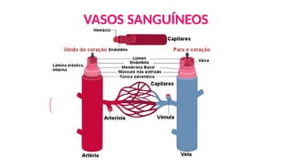 VASOS SANGUÍNEOS
ARTÉRIAS
VEIAS
CAPILARES
 
