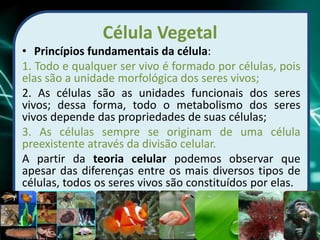Célula Vegetal
• Princípios fundamentais da célula:
1. Todo e qualquer ser vivo é formado por células, pois
elas são a unidade morfológica dos seres vivos;
2. As células são as unidades funcionais dos seres
vivos; dessa forma, todo o metabolismo dos seres
vivos depende das propriedades de suas células;
3. As células sempre se originam de uma célula
preexistente através da divisão celular.
A partir da teoria celular podemos observar que
apesar das diferenças entre os mais diversos tipos de
células, todos os seres vivos são constituídos por elas.
 