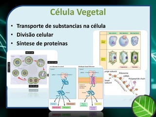 Célula Vegetal
• Transporte de substancias na célula
• Divisão celular
• Síntese de proteínas
 