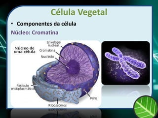 Célula Vegetal
• Componentes da célula
Núcleo: Cromatina
 