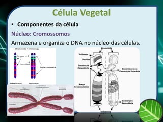 Célula Vegetal
• Componentes da célula
Núcleo: Cromossomos
Armazena e organiza o DNA no núcleo das células.
 