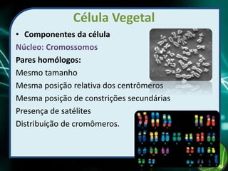 Célula Vegetal
• Componentes da célula
Núcleo: Cromossomos
Pares homólogos:
Mesmo tamanho
Mesma posição relativa dos centrômeros
Mesma posição de constrições secundárias
Presença de satélites
Distribuição de cromômeros.
 