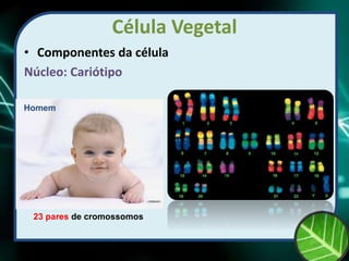 Célula Vegetal
• Componentes da célula
Núcleo: Cariótipo
23 pares de cromossomos
Homem
 