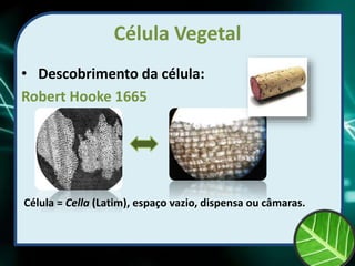 Célula Vegetal
• Descobrimento da célula:
Robert Hooke 1665
Célula = Cella (Latim), espaço vazio, dispensa ou câmaras.
 