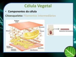 Célula Vegetal
• Componentes da célula
Citoesqueleto: Filamentos intermediários
 