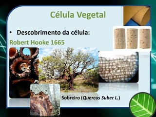 Célula Vegetal
• Descobrimento da célula:
Robert Hooke 1665
Sobreiro (Quercus Suber L.)
 