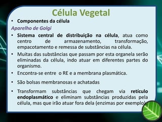 Célula Vegetal
• Componentes da célula
Aparelho de Golgi
• Sistema central de distribuição na célula, atua como
centro de armazenamento, transformação,
empacotamento e remessa de substâncias na célula.
• Muitas das substâncias que passam por esta organela serão
eliminadas da célula, indo atuar em diferentes partes do
organismo.
• Encontra-se entre o RE e a membrana plasmática.
• São bolsas membranosas e achatadas
• Transformam substâncias que chegam via retículo
endoplasmático e eliminam substâncias produzidas pela
célula, mas que irão atuar fora dela (enzimas por exemplo).
 