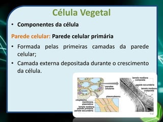Célula Vegetal
• Componentes da célula
Parede celular: Parede celular primária
• Formada pelas primeiras camadas da parede
celular;
• Camada externa depositada durante o crescimento
da célula.
 