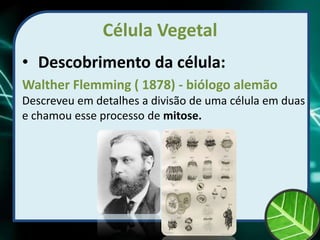 Célula Vegetal
• Descobrimento da célula:
Walther Flemming ( 1878) - biólogo alemão
Descreveu em detalhes a divisão de uma célula em duas
e chamou esse processo de mitose.
 