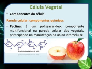 Célula Vegetal
• Componentes da célula
Parede celular: componentes químicos
• Pectina: É um polissacarídeo, componente
multifuncional na parede celular dos vegetais,
participando na manutenção da união intercelular.
 