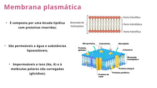 Membrana plasmática
• É composta por uma bicada lipídica
com proteínas inseridas;
• São permeáveis a água e substâncias
lipossolúveis;
• Impermeáveis a íons (Na, K) e à
moléculas polares não carregadas
(glicídios);
 