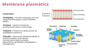 Membrana plasmática
Componentes
•Fosfolipídios Formam a bicamada, com uma
→
cabeça hidrofílica (polar) e cauda hidrofóbica
(apolar).
•Proteínas Atuam no transporte,
→
reconhecimento celular e comunicação.
•Colesterol Presente em células animais, dá
→
estabilidade à membrana.
•Glicocálix Conjunto de carboidratos ligados às
→
proteínas e lipídios, essencial para
reconhecimento celular e proteção
(glicoproteínas, glicolipídeos, esfingolipídios e
proteoglicanos).
 
