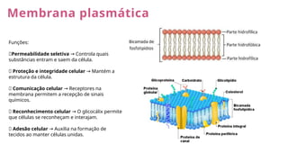 Membrana plasmática
Funções:
✅Permeabilidade seletiva Controla quais
→
substâncias entram e saem da célula.
✅ Proteção e integridade celular Mantém a
→
estrutura da célula.
✅ Comunicação celular Receptores na
→
membrana permitem a recepção de sinais
químicos.
✅ Reconhecimento celular O glicocálix permite
→
que células se reconheçam e interajam.
✅ Adesão celular Auxilia na formação de
→
tecidos ao manter células unidas.
 