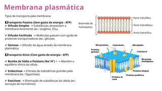 Membrana plasmática
Tipos de transporte pela membrana:
Transporte Passivo (Sem gasto de energia - ATP)
1️
1️
⃣
✔ Difusão Simples Substâncias atravessam a
→
membrana livremente (ex.: oxigênio, CO₂).
✔ Difusão Facilitada Moléculas passam com ajuda de
→
proteínas transportadoras (ex.: glicose).
✔ Osmose Difusão da água através da membrana
→
plasmática.
Transporte Ativo (Com gasto de energia - ATP)
2️
⃣
✔ Bomba de Sódio e Potássio (Na⁺/K⁺) Mantém o
⚡ →
equilíbrio iônico da célula.
✔ Endocitose Entrada de substâncias grandes pela
→
membrana (ex.: fagocitose).
✔ Exocitose Eliminação de substâncias da célula (ex.:
→
secreção de hormônios).
 