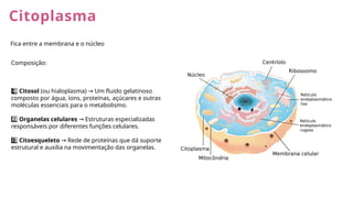 Citoplasma
Fica entre a membrana e o núcleo
Composição:
1 ️
1️⃣Citosol (ou hialoplasma) Um fluido gelatinoso
→
composto por água, íons, proteínas, açúcares e outras
moléculas essenciais para o metabolismo.
2️⃣Organelas celulares Estruturas especializadas
→
responsáveis por diferentes funções celulares.
3 ️
3️⃣Citoesqueleto Rede de proteínas que dá suporte
→
estrutural e auxilia na movimentação das organelas.
 