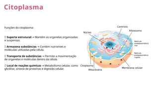 Citoplasma
Funções do citoplasma:
✅ Suporte estrutural Mantém as organelas organizadas
→
e suspensas.
✅ Armazena substâncias Contém nutrientes e
→
moléculas utilizadas pela célula.
✅ Transporte de substâncias Permite a movimentação
→
de organelas e moléculas dentro da célula.
✅ Local de reações químicas Metabolismo celular, como
→
glicólise, síntese de proteínas e digestão celular.
 
