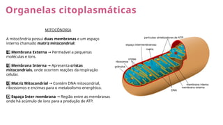 Organelas citoplasmáticas
MITOCÔNDRIA
A mitocôndria possui duas membranas e um espaço
interno chamado matriz mitocondrial:
1 ️
1️⃣Membrana Externa Permeável a pequenas
→
moléculas e íons.
2 ️
2️⃣Membrana Interna Apresenta
→ cristas
mitocondriais, onde ocorrem reações da respiração
celular.
3 ️
3️⃣Matriz Mitocondrial Contém DNA mitocondrial,
→
ribossomos e enzimas para o metabolismo energético.
4️⃣Espaço Inter membrana Região entre as membranas
→
onde há acúmulo de íons para a produção de ATP.
 