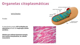 Organelas citoplasmáticas
MITOCÔNDRIA
Função:
A mitocôndria produz ATP (trifosfato de
adenosina) através da respiração celular
aeróbica.
Células que utilizam bastante energia,
tem muitas mitocôndrias, Ex: células
musculares
 