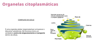 Organelas citoplasmáticas
COMPLEXO DE GOLGI
É uma organela celular responsável por armazenar e
descartar substâncias. Ele funciona como um
verdadeiro centro de empacotamento e transporte
dentro da célula.
 