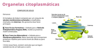 Organelas citoplasmáticas
COMPLEXO DE GOLGI
Estrutura:
O Complexo de Golgi é composto por um conjunto de
sáculos membranosos achatados e empilhados,
chamados de cisternas. Ele apresenta duas faces
principais:
1 ️
1️⃣Face Cis (ou Formativa) Voltada para o
→ Retículo
Endoplasmático Rugoso (RER), recebe as proteínas
recém-sintetizadas.
2 ️
2️⃣Face Trans (ou Maturadora) Voltada para a
→
membrana plasmática, libera vesículas que transportam
proteínas e lipídios para outros locais da célula ou para
fora dela.
🔹 Entre essas faces, existem vesículas que carregam
substâncias de um lado para o outro
 