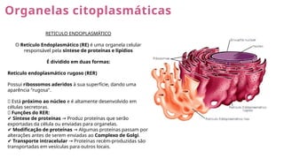 Organelas citoplasmáticas
RETICULO ENDOPLASMÁTICO
O Retículo Endoplasmático (RE) é uma organela celular
responsável pela síntese de proteínas e lipídios
É dividido em duas formas:
Reticulo endoplasmático rugoso (RER)
Possui ribossomos aderidos à sua superfície, dando uma
aparência "rugosa".
🔹 Está próximo ao núcleo e é altamente desenvolvido em
células secretoras.
🔬 Funções do RER:
✔ Síntese de proteínas Produz proteínas que serão
→
exportadas da célula ou enviadas para organelas.
✔ Modificação de proteínas Algumas proteínas passam por
→
alterações antes de serem enviadas ao Complexo de Golgi.
✔ Transporte intracelular Proteínas recém-produzidas são
→
transportadas em vesículas para outros locais.
 