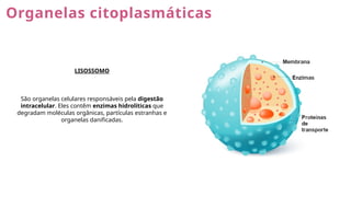 Organelas citoplasmáticas
LISOSSOMO
São organelas celulares responsáveis pela digestão
intracelular. Eles contêm enzimas hidrolíticas que
degradam moléculas orgânicas, partículas estranhas e
organelas danificadas.
 