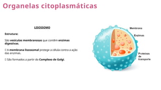 Organelas citoplasmáticas
LISOSSOMO
Estrutura:
São vesículas membranosas que contêm enzimas
digestivas.
🔹 A membrana lisossomal protege a célula contra a ação
das enzimas.
🔹 São formados a partir do Complexo de Golgi.
 