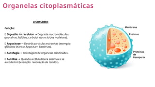 Organelas citoplasmáticas
LISOSSOMO
Função:
✅ Digestão intracelular Degrada macromoléculas
→
(proteínas, lipídios, carboidratos e ácidos nucleicos).
✅ Fagocitose Destrói partículas estranhas (exemplo:
→
glóbulos brancos fagocitam bactérias).
✅ Autofagia Reciclagem de organelas danificadas.
→
✅ Autólise Quando a célula libera enzimas e se
→
autodestrói (exemplo: renovação de tecidos).
 