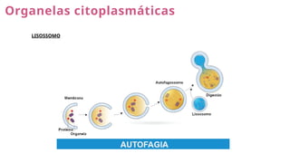Organelas citoplasmáticas
LISOSSOMO
 
