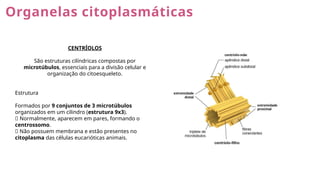 Organelas citoplasmáticas
CENTRÍOLOS
São estruturas cilíndricas compostas por
microtúbulos, essenciais para a divisão celular e
organização do citoesqueleto.
Estrutura
Formados por 9 conjuntos de 3 microtúbulos
organizados em um cilindro (estrutura 9x3).
🔹 Normalmente, aparecem em pares, formando o
centrossomo.
🔹 Não possuem membrana e estão presentes no
citoplasma das células eucarióticas animais.
 