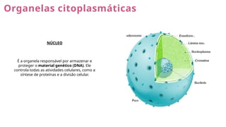 Organelas citoplasmáticas
NÚCLEO
É a organela responsável por armazenar e
proteger o material genético (DNA). Ele
controla todas as atividades celulares, como a
síntese de proteínas e a divisão celular.
 