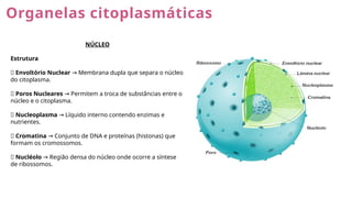 Organelas citoplasmáticas
NÚCLEO
Estrutura
🔹 Envoltório Nuclear Membrana dupla que separa o núcleo
→
do citoplasma.
🔹 Poros Nucleares Permitem a troca de substâncias entre o
→
núcleo e o citoplasma.
🔹 Nucleoplasma Líquido interno contendo enzimas e
→
nutrientes.
🔹 Cromatina Conjunto de DNA e proteínas (histonas) que
→
formam os cromossomos.
🔹 Nucléolo Região densa do núcleo onde ocorre a síntese
→
de ribossomos.
 