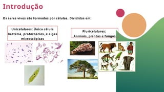 Introdução
Os seres vivos são formados por células. Divididos em:
Unicelulares: Única célula
Bactéria, protozoários, e algas
microscópicas
Pluricelulares:
Animais, plantas e fungos
 