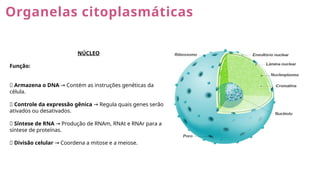 Organelas citoplasmáticas
NÚCLEO
Função:
✅ Armazena o DNA Contém as instruções genéticas da
→
célula.
✅ Controle da expressão gênica Regula quais genes serão
→
ativados ou desativados.
✅ Síntese de RNA Produção de RNAm, RNAt e RNAr para a
→
síntese de proteínas.
✅ Divisão celular Coordena a mitose e a meiose.
→
 