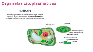 Organelas citoplasmáticas
CLOROPLASTO
É uma organela exclusiva de células vegetais e de
algumas algas, responsável pela fotossíntese—o
processo que converte luz solar em energia química.
 