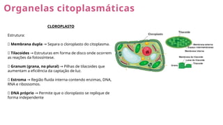 Organelas citoplasmáticas
CLOROPLASTO
Estrutura:
🔹 Membrana dupla Separa o cloroplasto do citoplasma.
→
🔹 Tilacoides Estruturas em forma de disco onde ocorrem
→
as reações da fotossíntese.
🔹 Granum (grana, no plural) Pilhas de tilacoides que
→
aumentam a eficiência da captação de luz.
🔹 Estroma Região fluida interna contendo enzimas, DNA,
→
RNA e ribossomos.
🔹 DNA próprio Permite que o cloroplasto se replique de
→
forma independente
 
